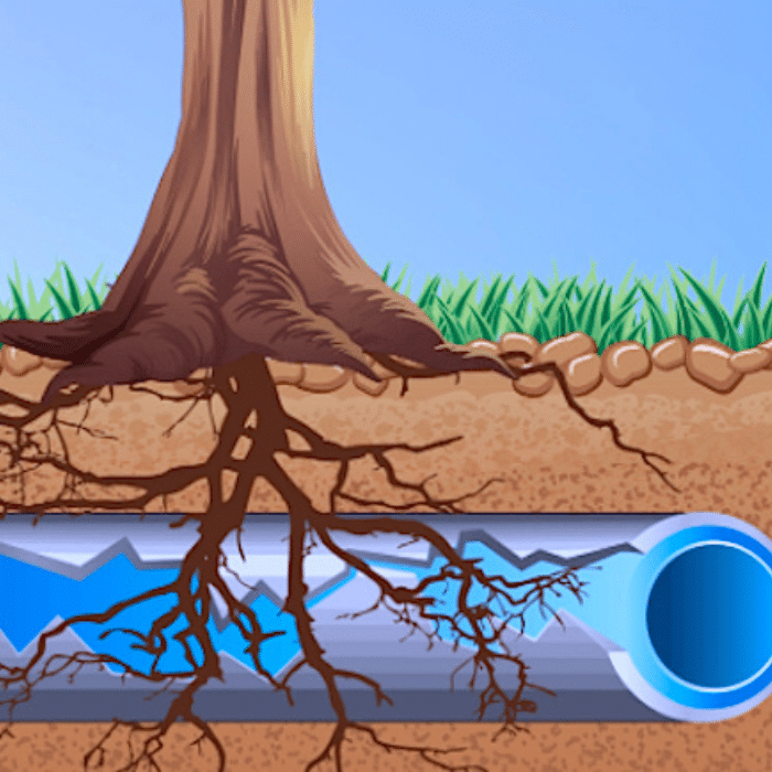Sewer Line Roots